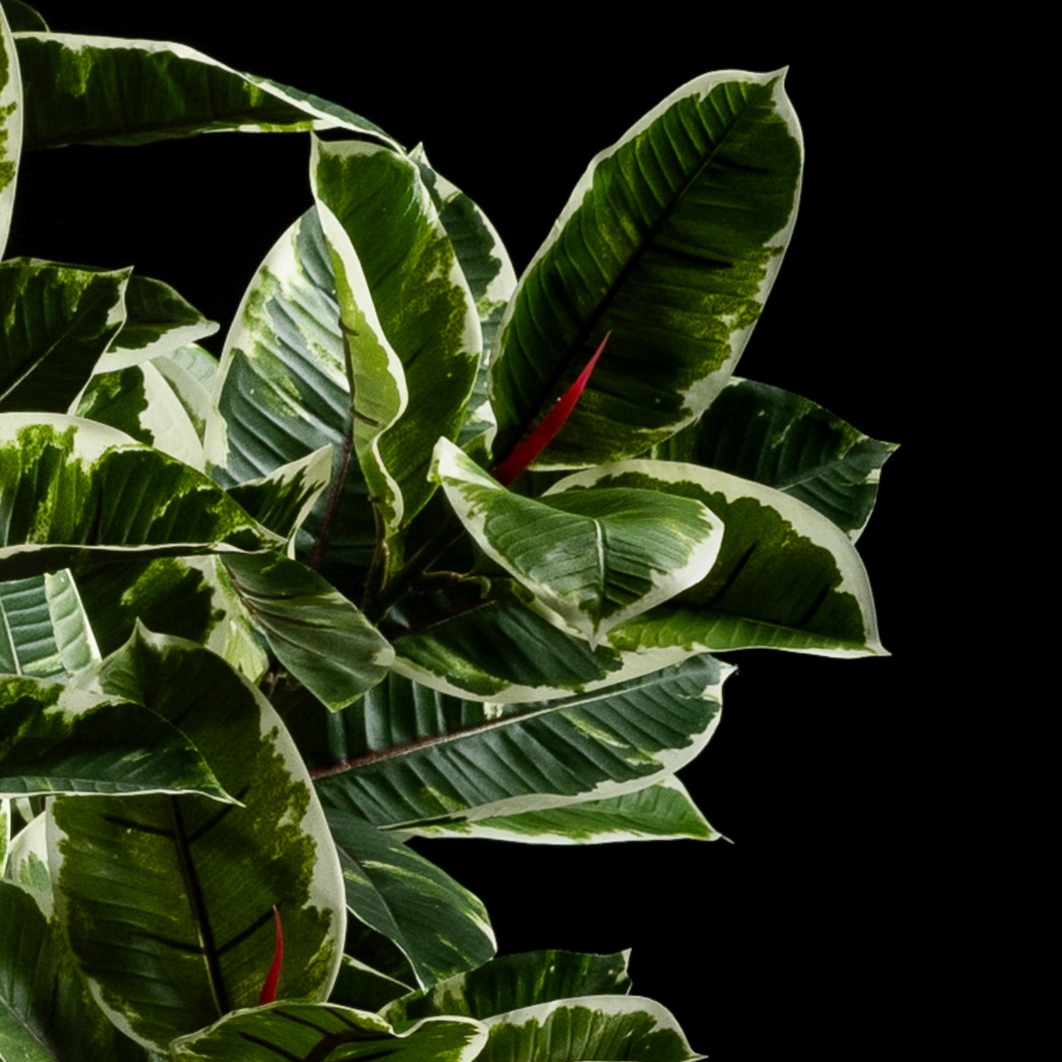 Plante artificielle Ficus Tineke 180 cm — détail feuillage réaliste, sans entretien