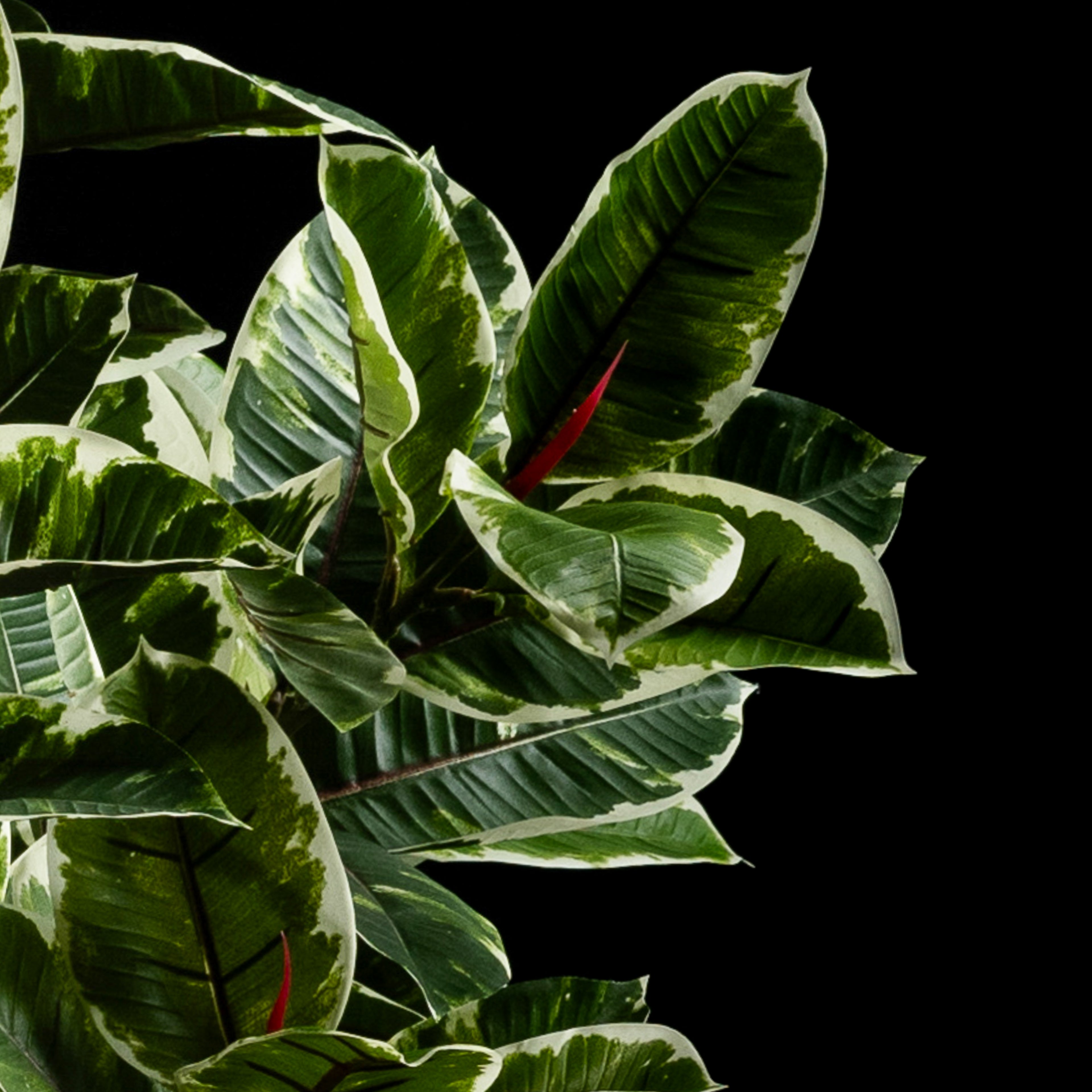 Plante artificielle Ficus Tineke 180 cm — détail feuillage réaliste, sans entretien
