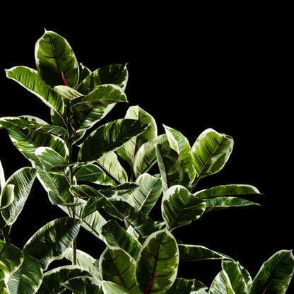 Plante artificielle Ficus Tineke 180 cm Galan GA — déco intérieur réaliste sans entretien
