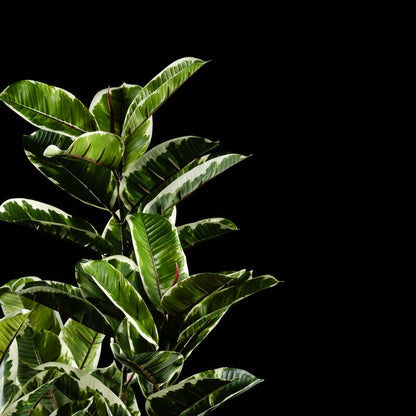 Plante artificielle Ficus Tineke 120 cm Galan GA — déco intérieur réaliste sans entretien