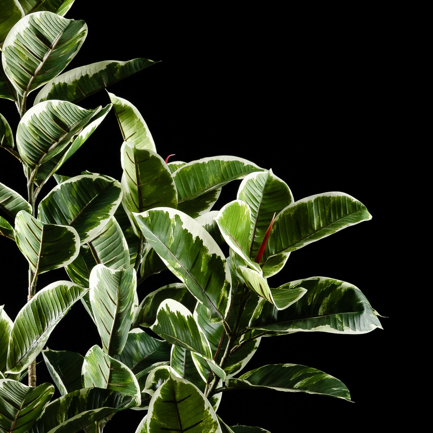 Plante artificielle Ficus Tineke 150 cm — vue alternative, plante d&