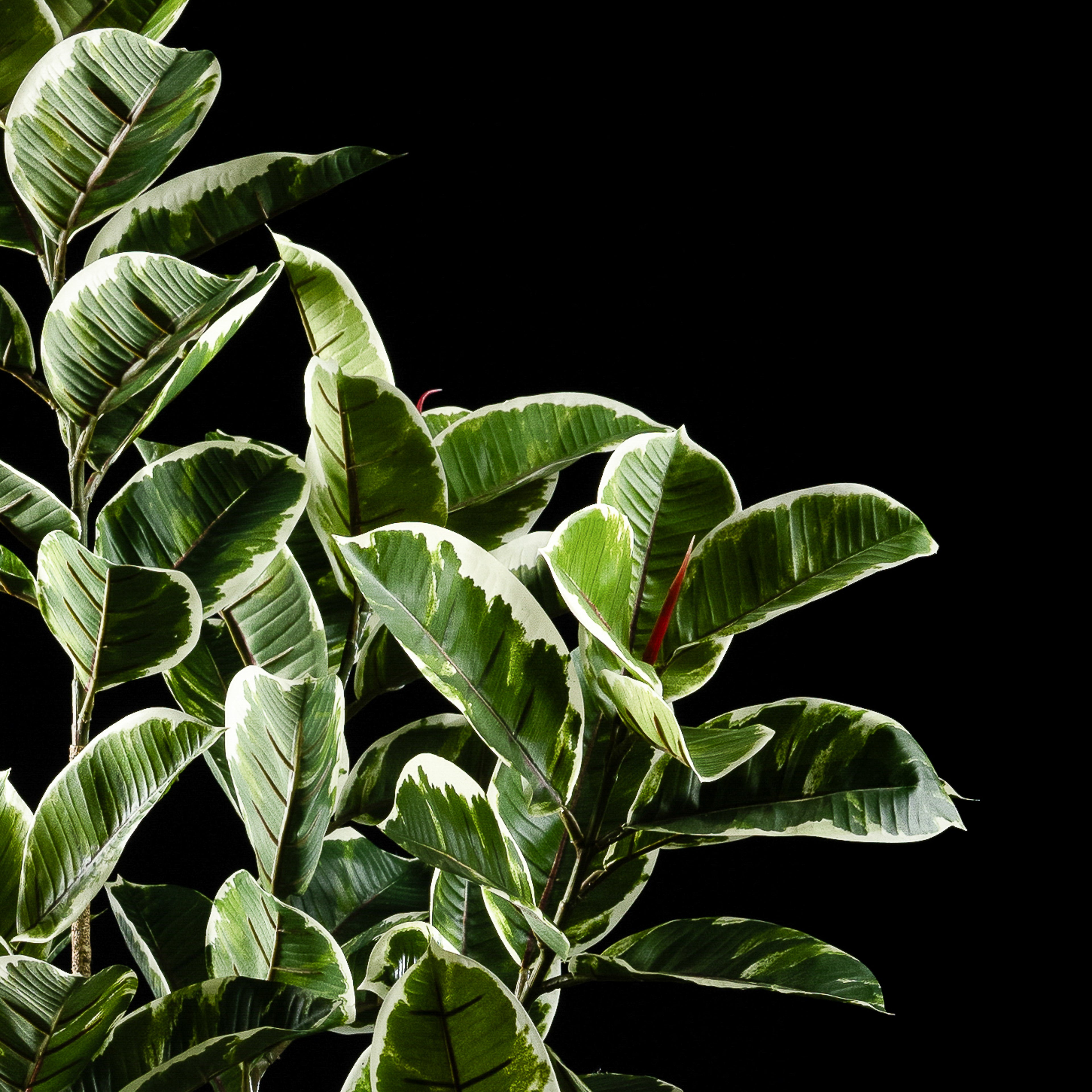 Plante artificielle Ficus Tineke 150 cm — vue alternative, plante d&