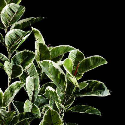 Plante artificielle Ficus Tineke 150 cm — vue alternative, plante d&