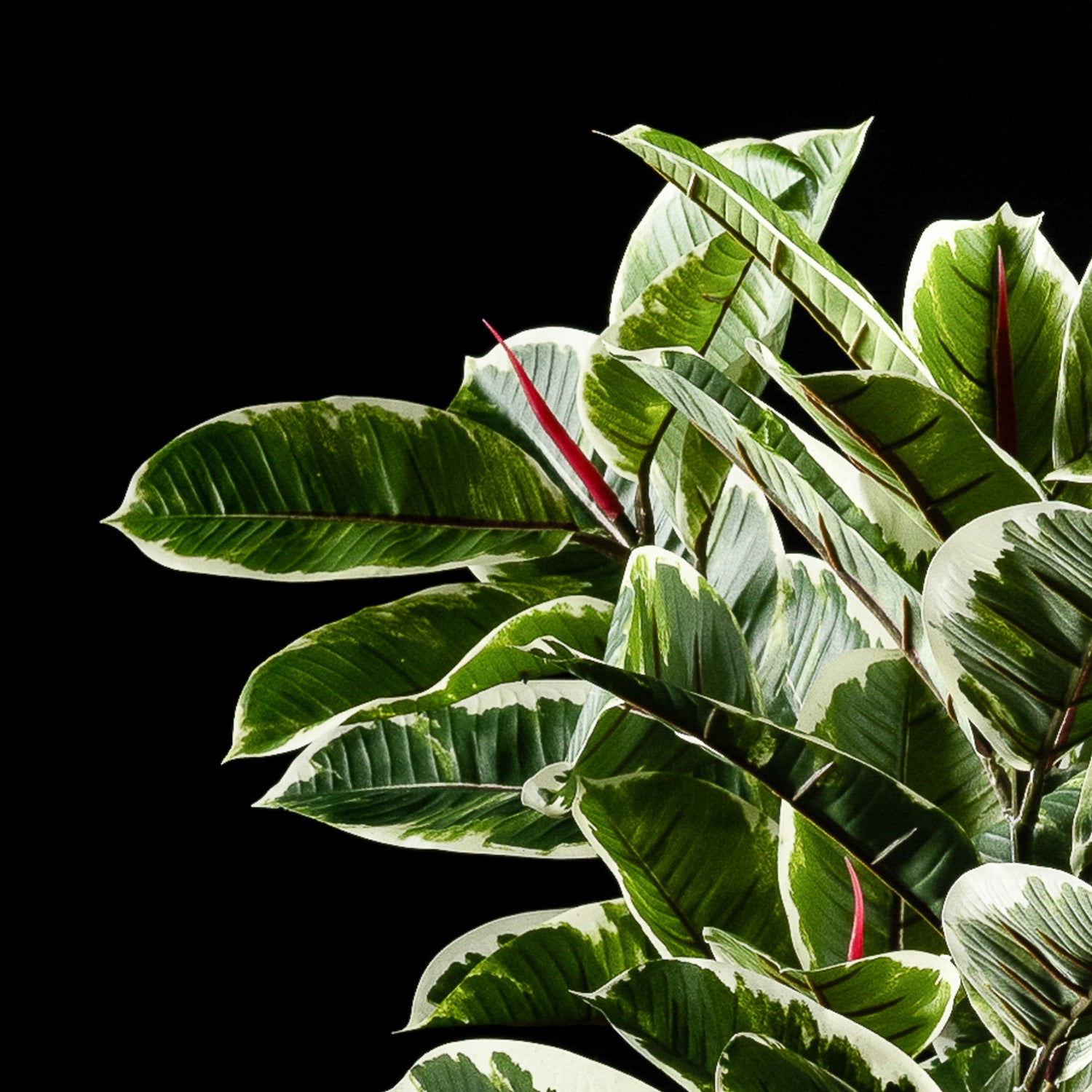 Plante artificielle Ficus Tineke 150 cm — gros plan, qualité premium réaliste