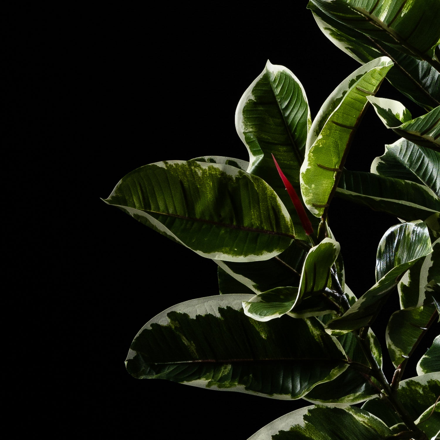 Plante artificielle Ficus Tineke 120 cm — gros plan, qualité premium réaliste