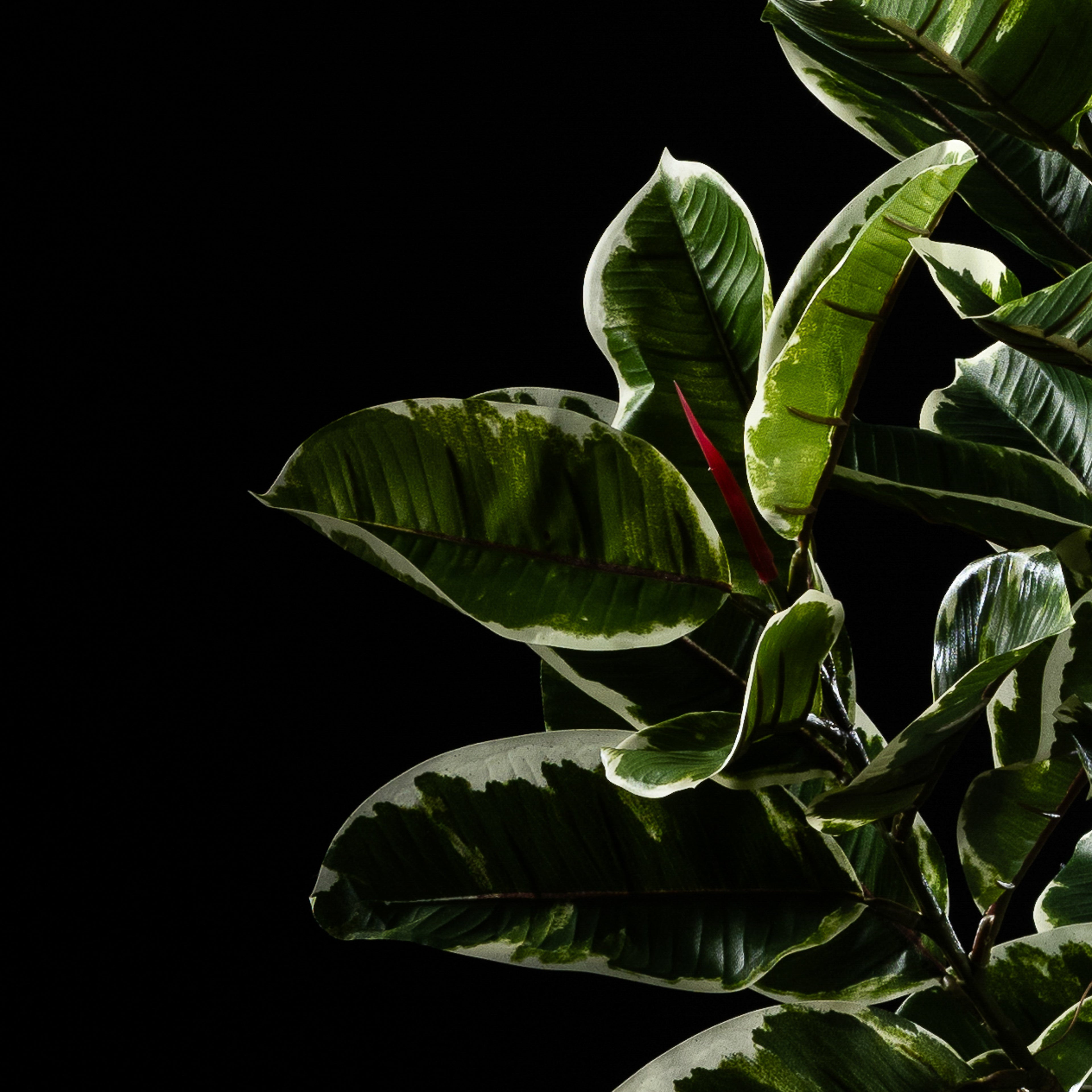 Plante artificielle Ficus Tineke 120 cm — gros plan, qualité premium réaliste