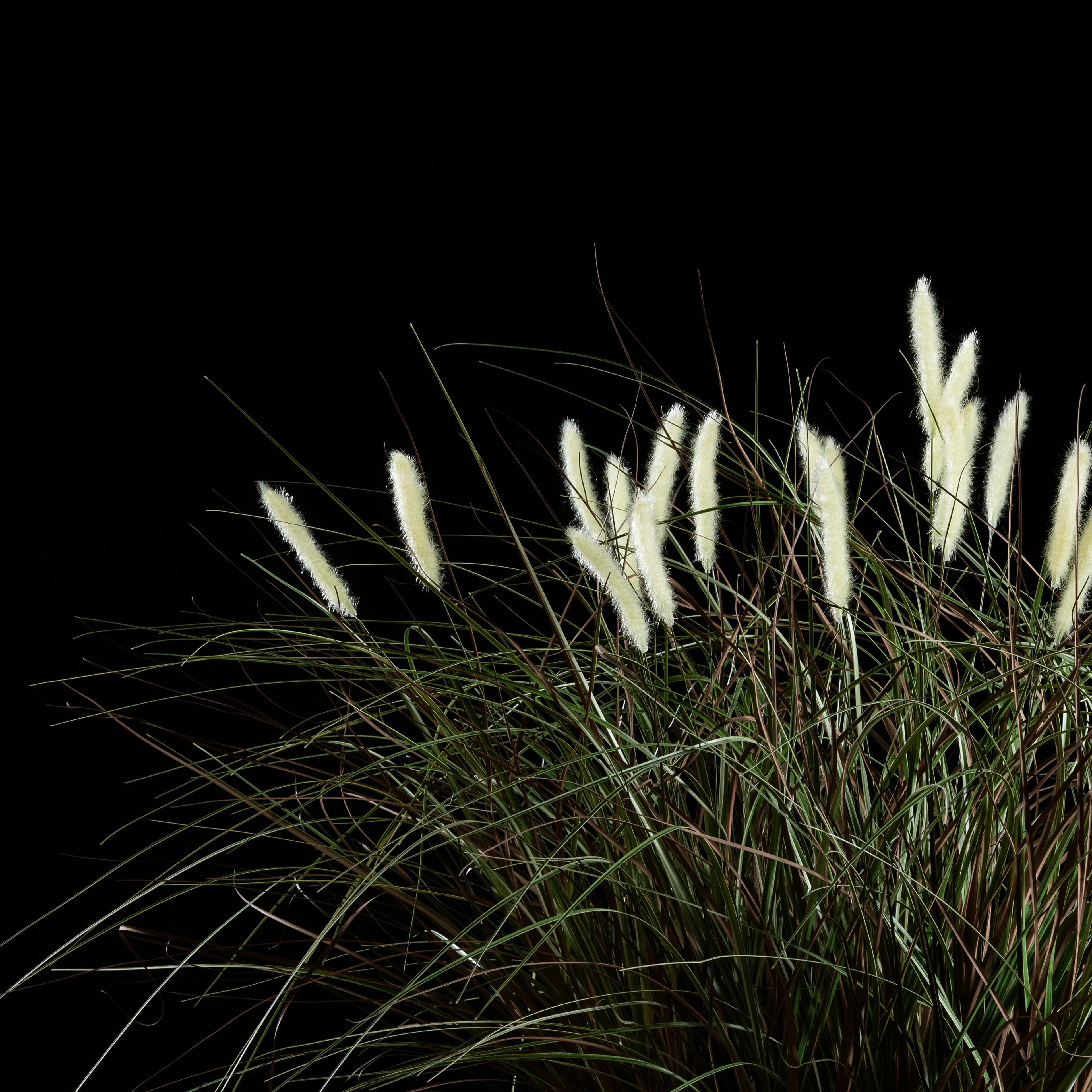 Graminée Pennisetum — vue de face, détail plumes et tiges du graminée artificielle réaliste