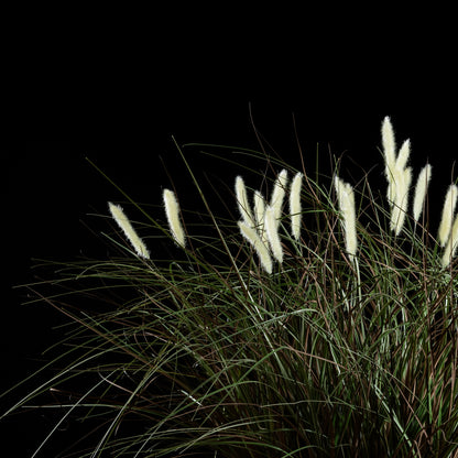 Graminée Pennisetum — vue de face, détail plumes et tiges du graminée artificielle réaliste