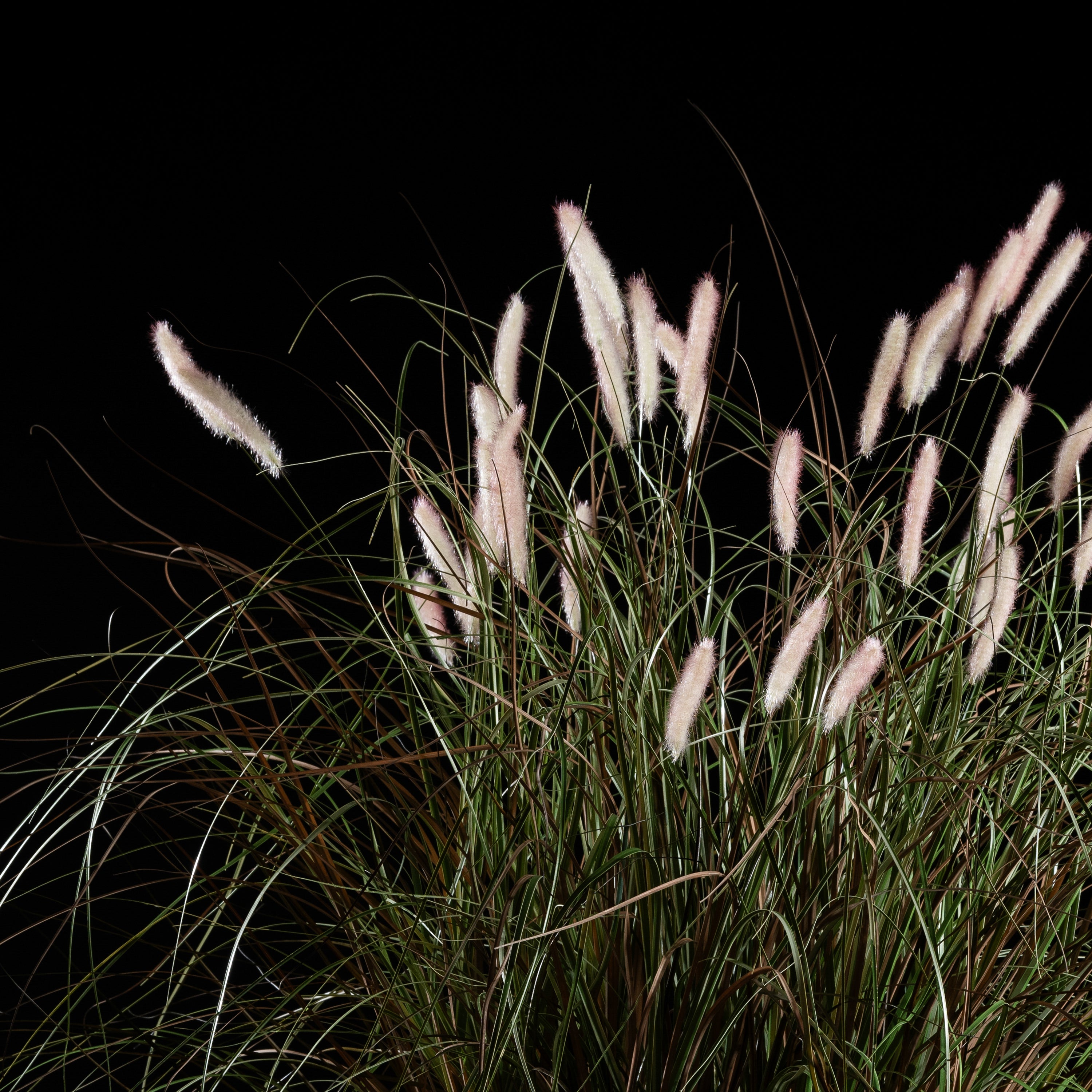 Graminée artificielle Pennisetum 100 cm Galan GA — déco intérieur réaliste sans entretien
