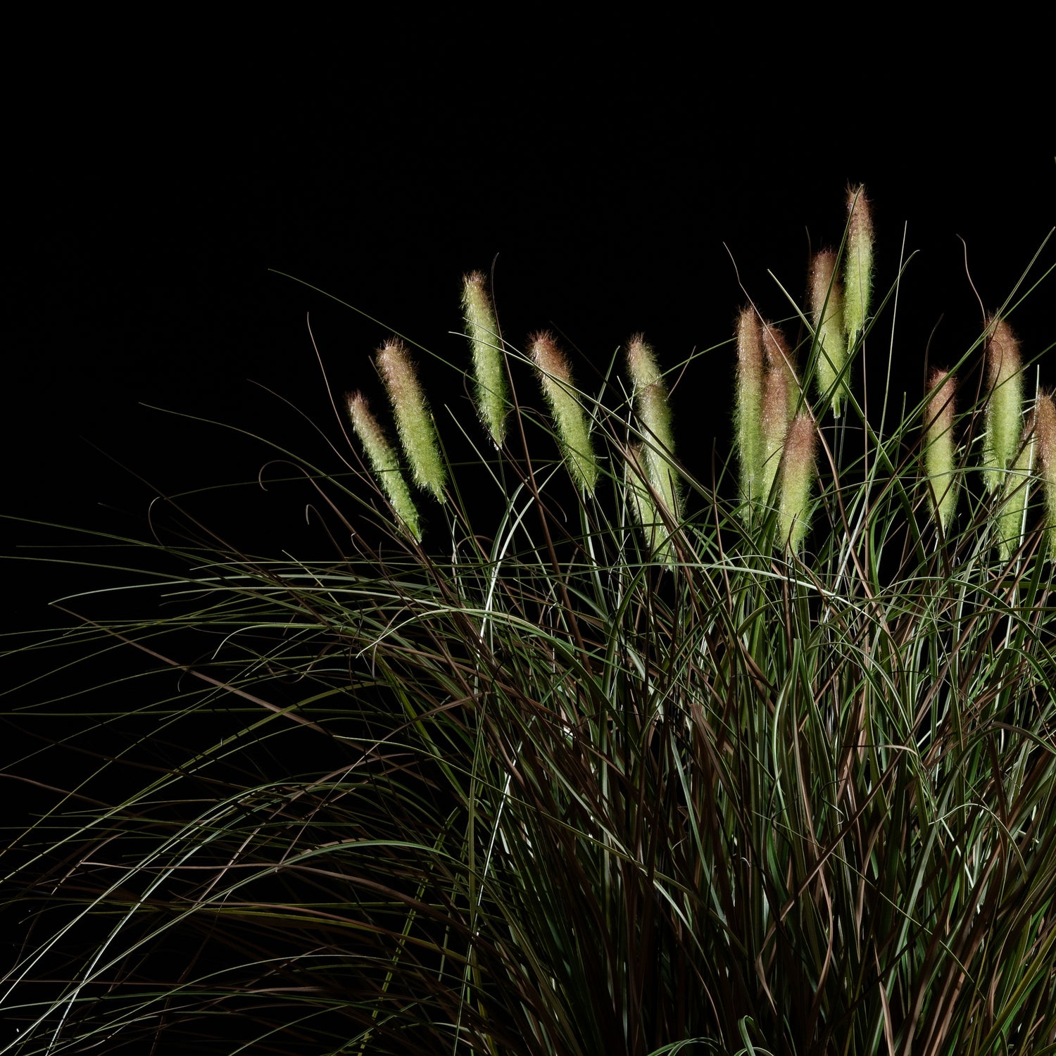 Graminée Pennisetum — vue de face, détail plumes et tiges du graminée artificielle réaliste