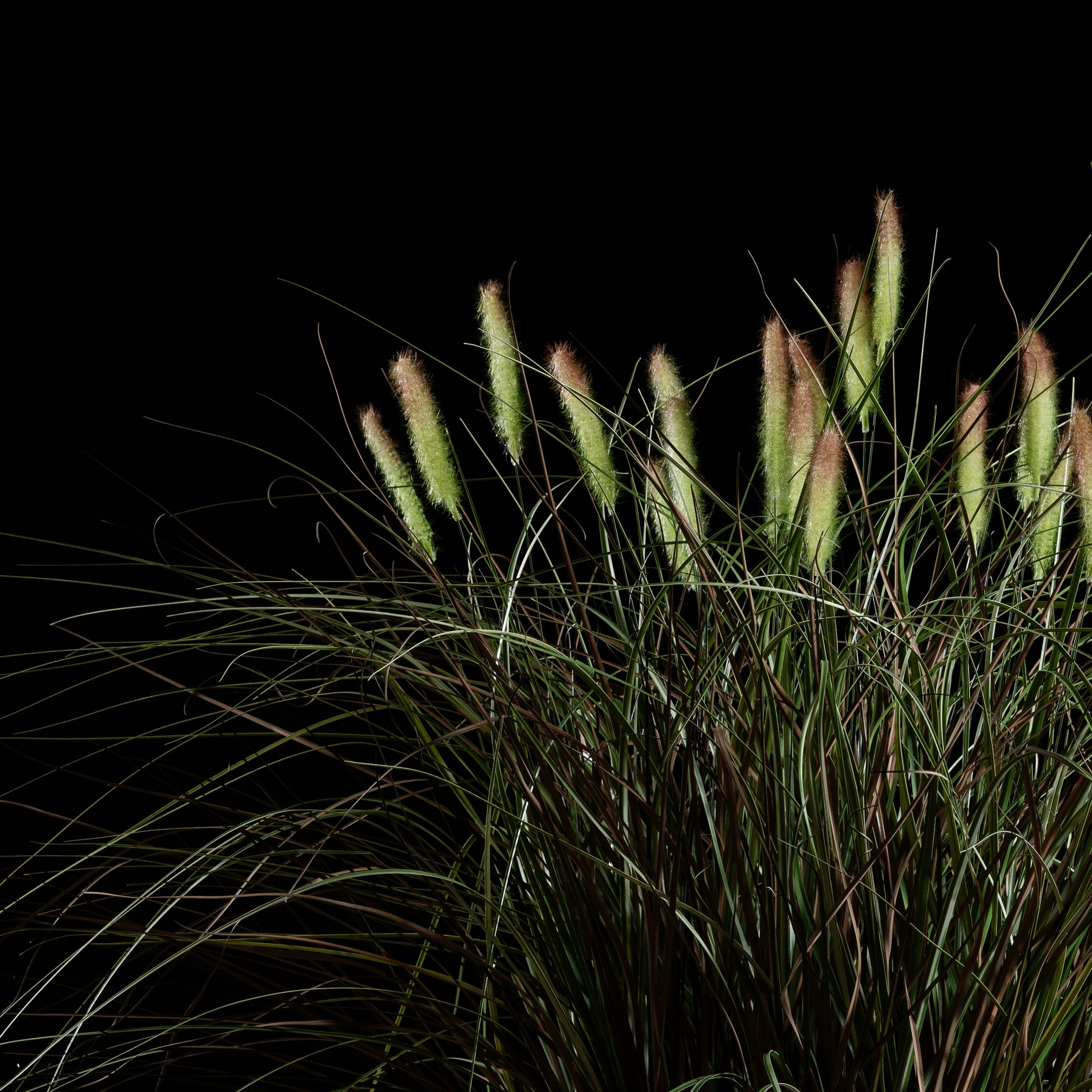 Graminée Pennisetum — vue de face, détail plumes et tiges du graminée artificielle réaliste