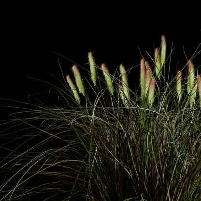 Graminée Pennisetum — vue de face, détail plumes et tiges du graminée artificielle réaliste