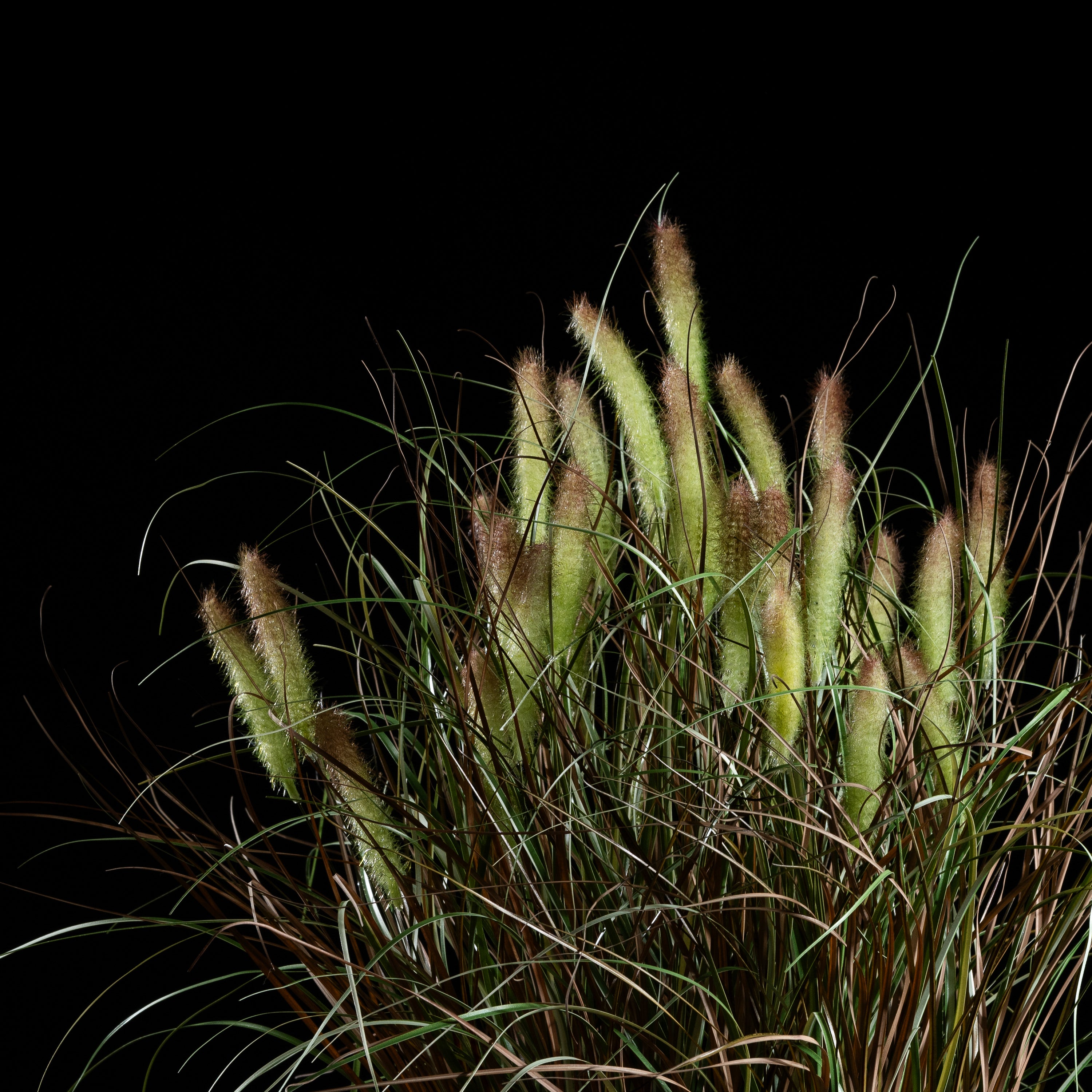 Graminée Pennisetum — vue de face, détail plumes et tiges du graminée artificielle réaliste