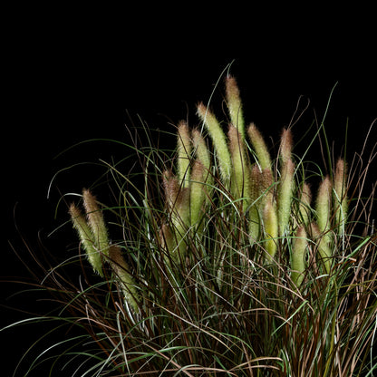 Graminée Pennisetum — vue de face, détail plumes et tiges du graminée artificielle réaliste