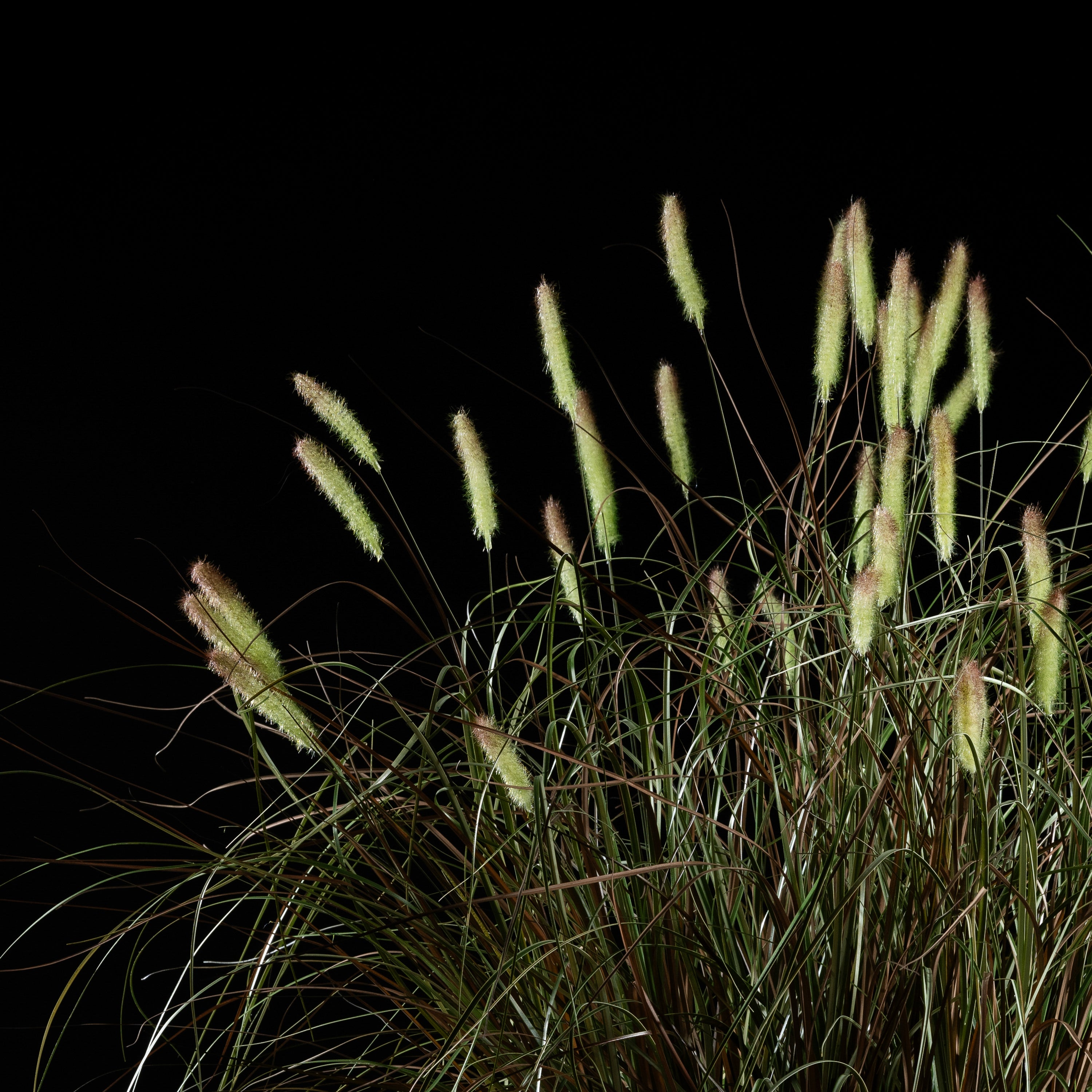Graminée artificielle Pennisetum 100 cm — vue alternative, plante d&