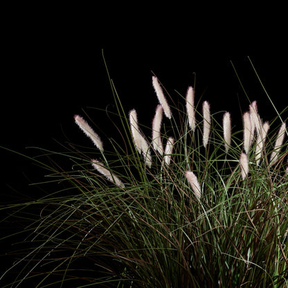 Graminée Pennisetum — vue de face, détail plumes et tiges du graminée artificielle réaliste
