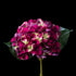 Hortensia artificiel en velours pourpre 46 cm, tête de fleurettes sur deux grandes feuilles