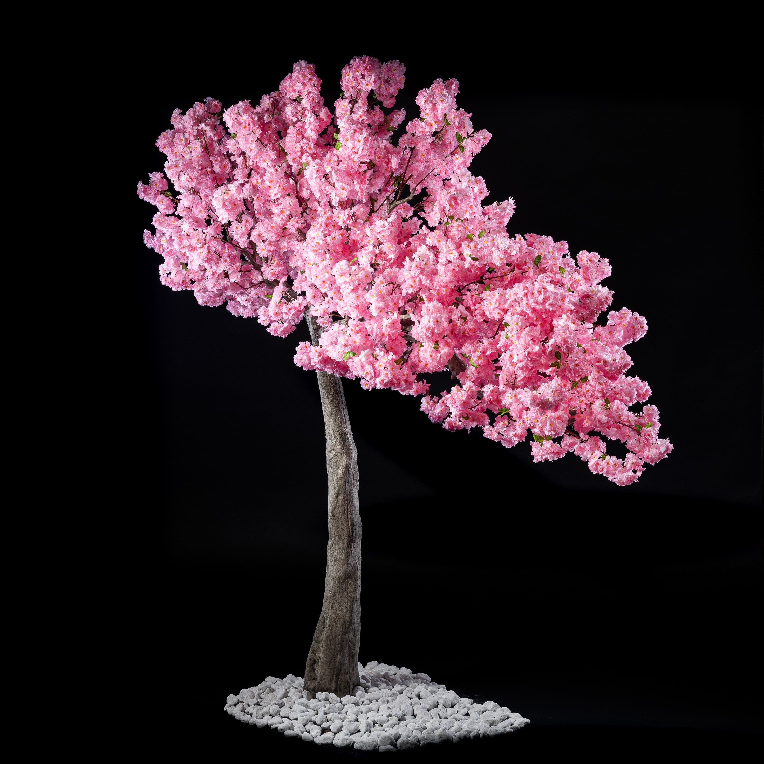 Arbre Japonais - Cerisier