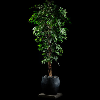 Ficus - Benjamina