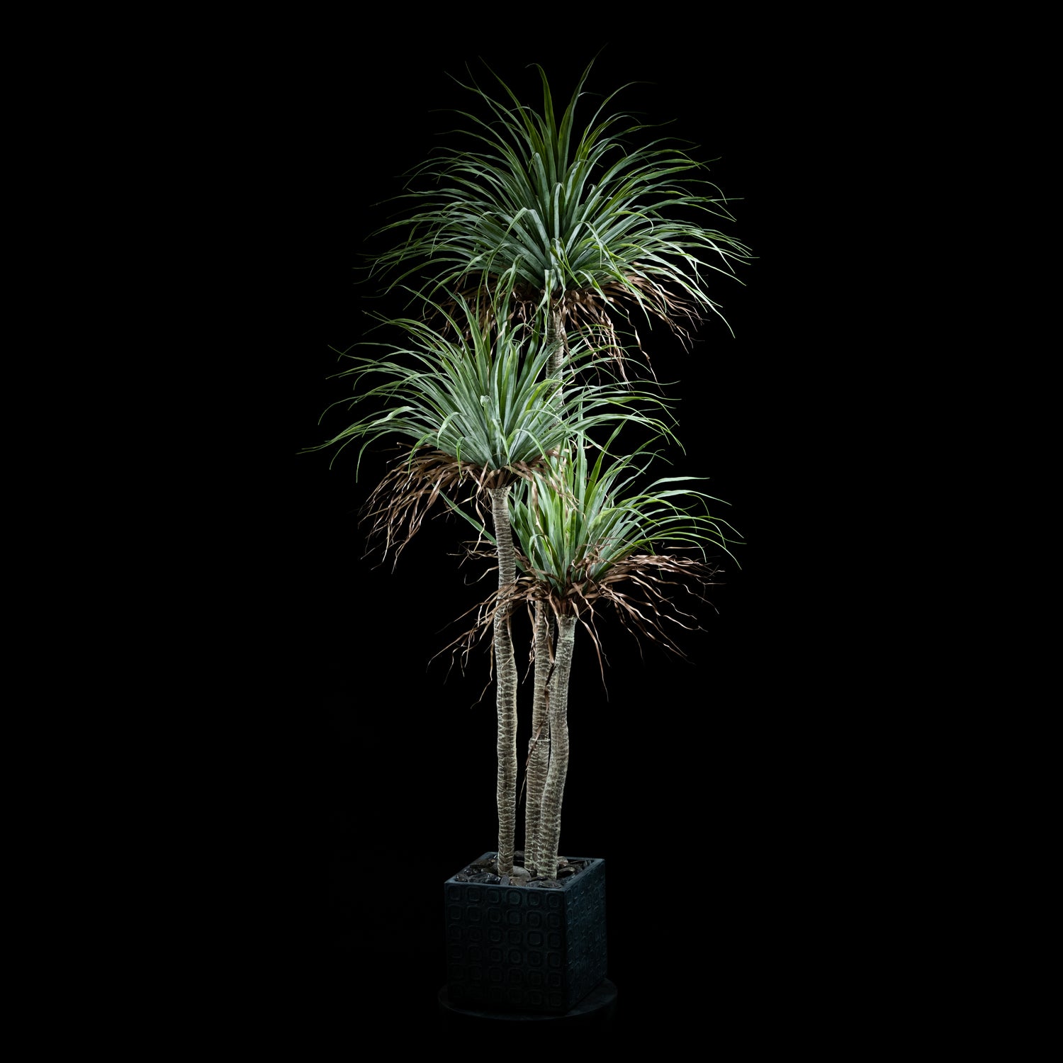 Dracaéna - Plante De Dragonnier