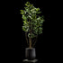 Ficus - Tineke