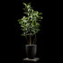 Ficus - Tineke