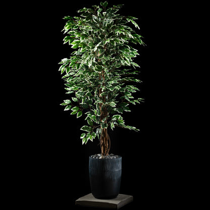 Ficus - Benjamina