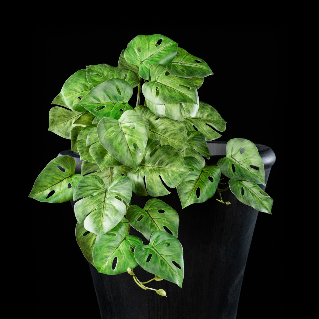 Chute - Philodendron