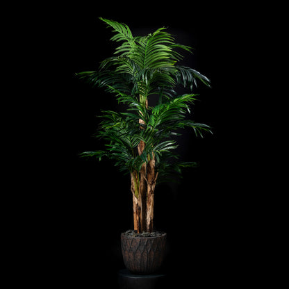 Areca - Concinna