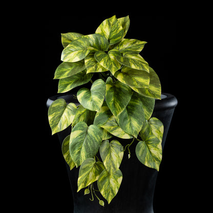 Fall - Pothos