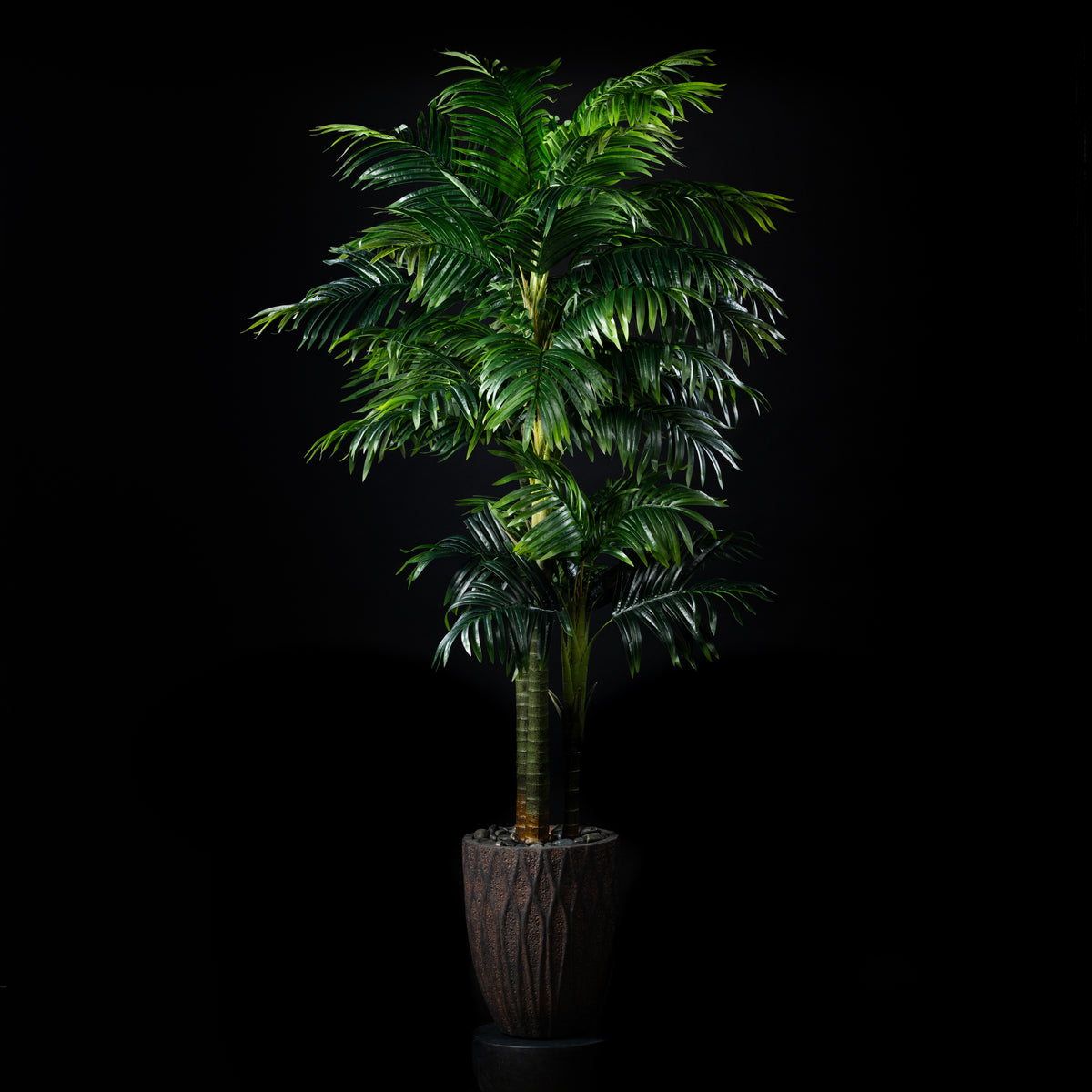Areca - Catechu