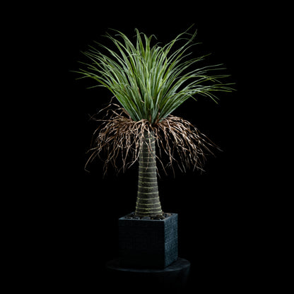 Dracaéna - Plante De Dragonnier