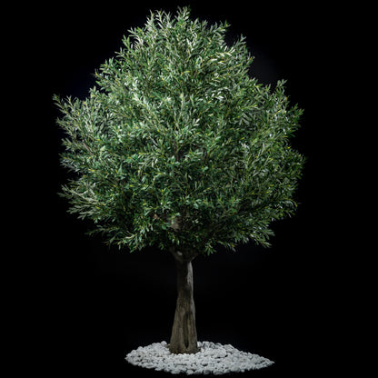 Arbre Japonais - Olivier
