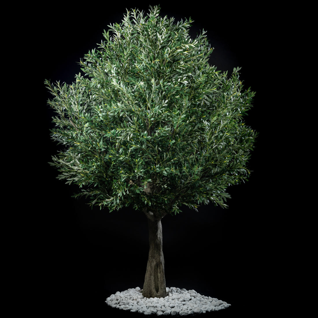 Arbre Japonais - Olivier