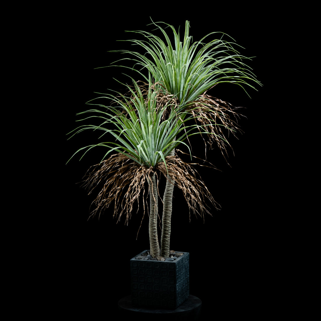 Dracaéna - Plante De Dragonnier