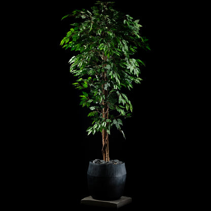 Ficus - Benjamina