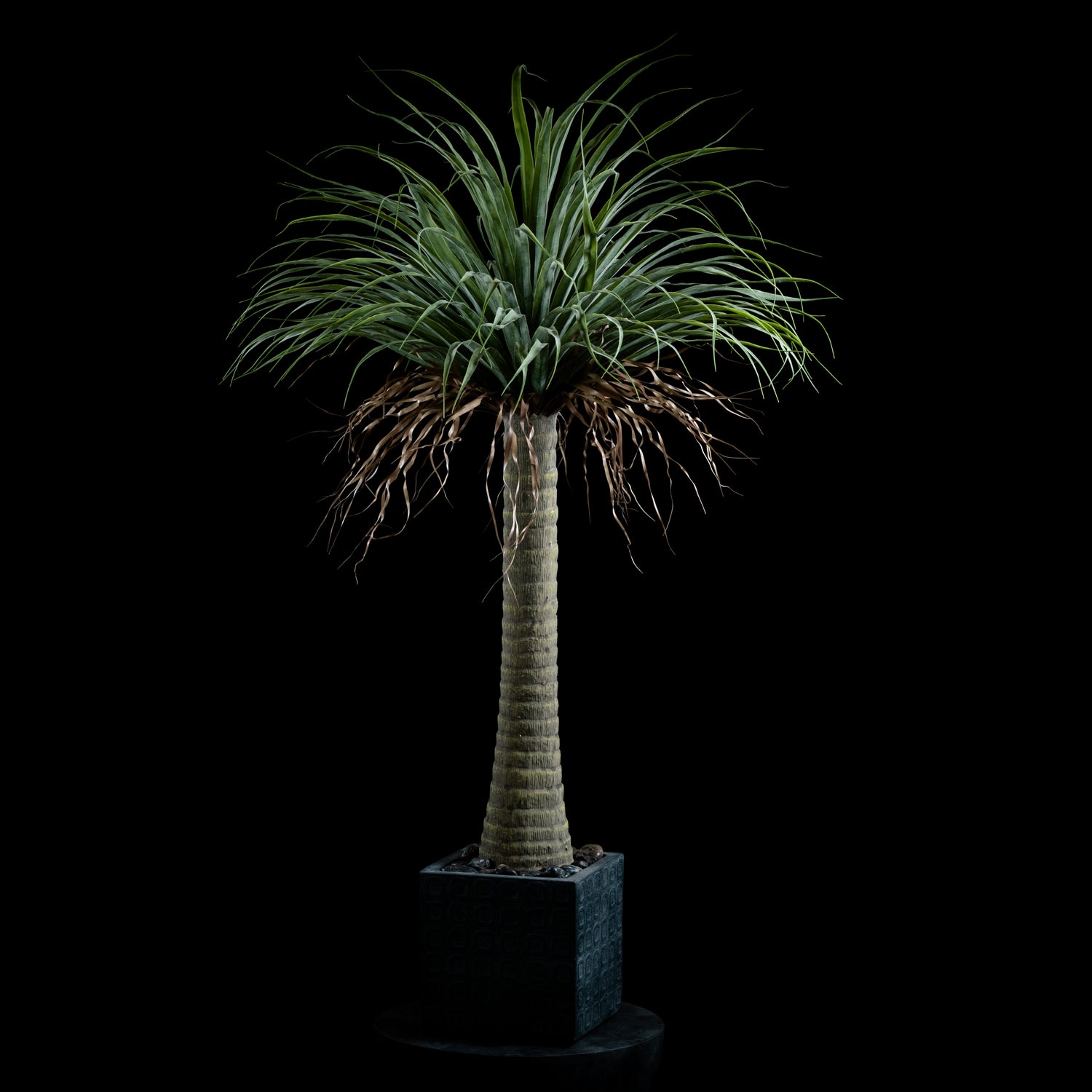 Dracaéna – Dragon Tree Plant