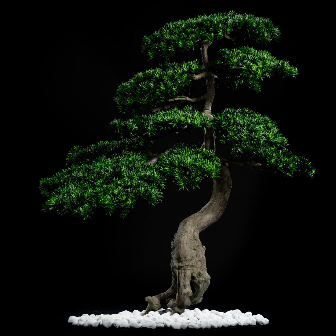 Arbre Japonais Pin - nuage