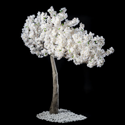 Arbre Japonais - Cerisier