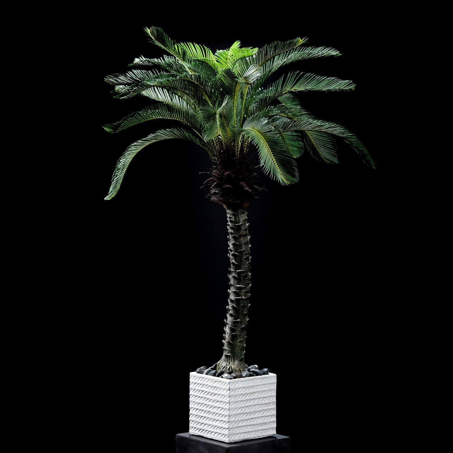 Cycas trunk