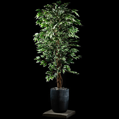 Ficus - Benjamina