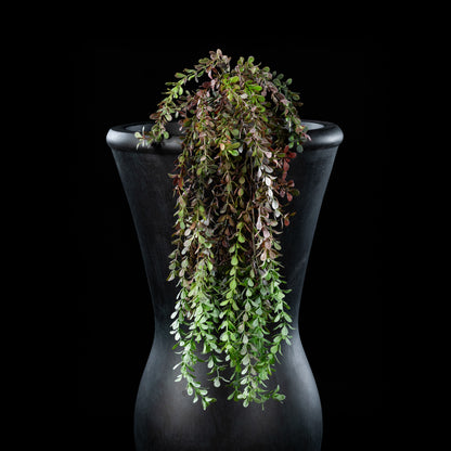 Chute - Buxus