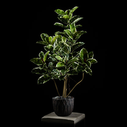 Ficus - Tineke