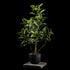 Ficus - Tineke