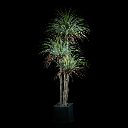 Dracaéna - Plante De Dragonnier