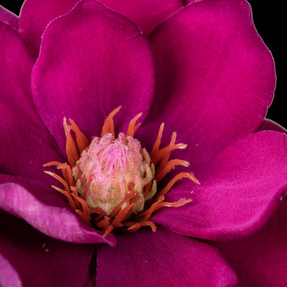 Magnolia artificiel en velours pourpre 51 cm, gros plan sur le cœur rosé et les étamines orangées
