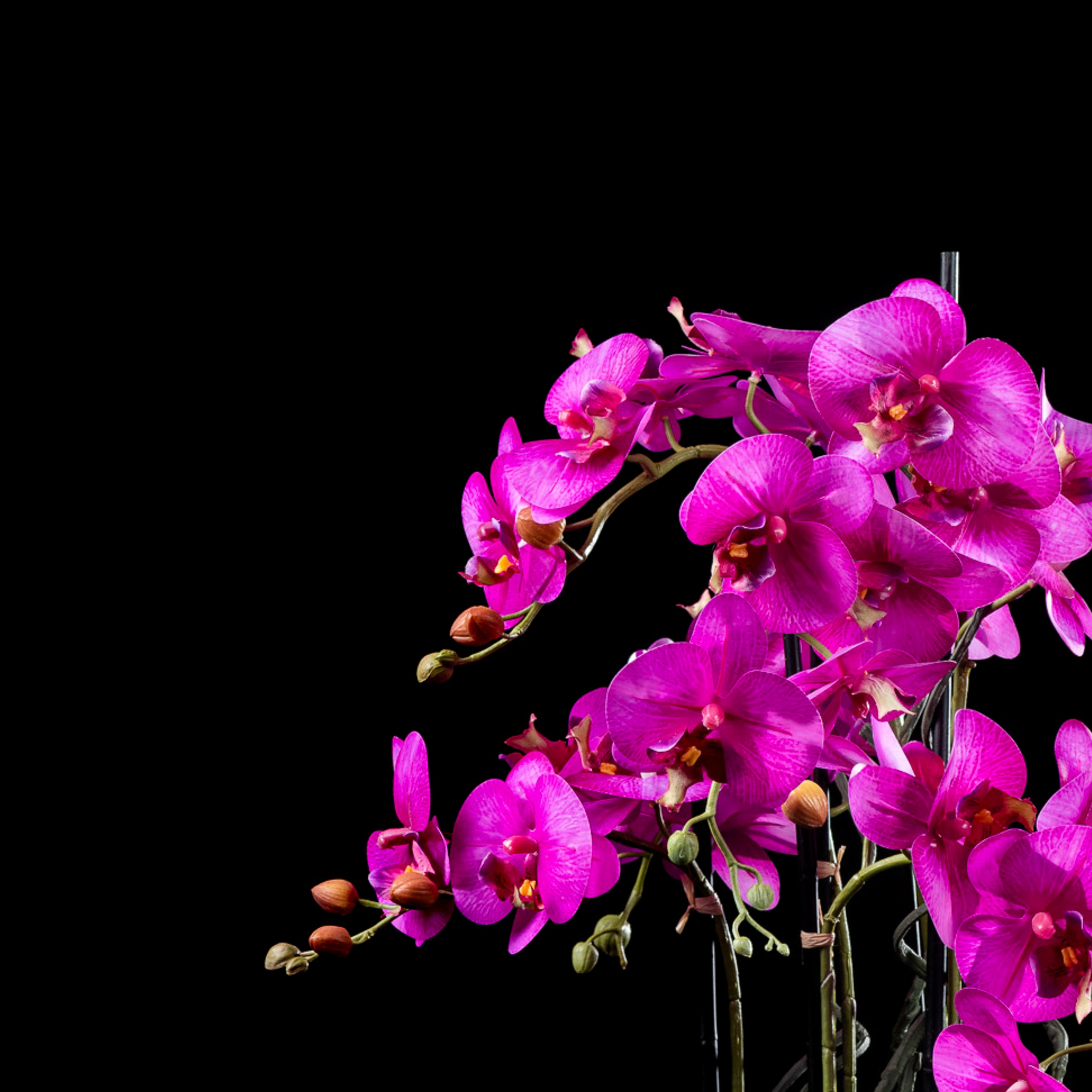 Orchidée artificielle 74 cm — détail fleurs réaliste, sans entretien