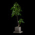 Plante artificielle Pachira Aquatica 150 cm — visuel produit, sans entretien pour intérieur