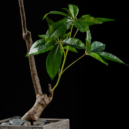 Plante artificielle Pachira Aquatica 150 cm — gros plan, qualité premium réaliste