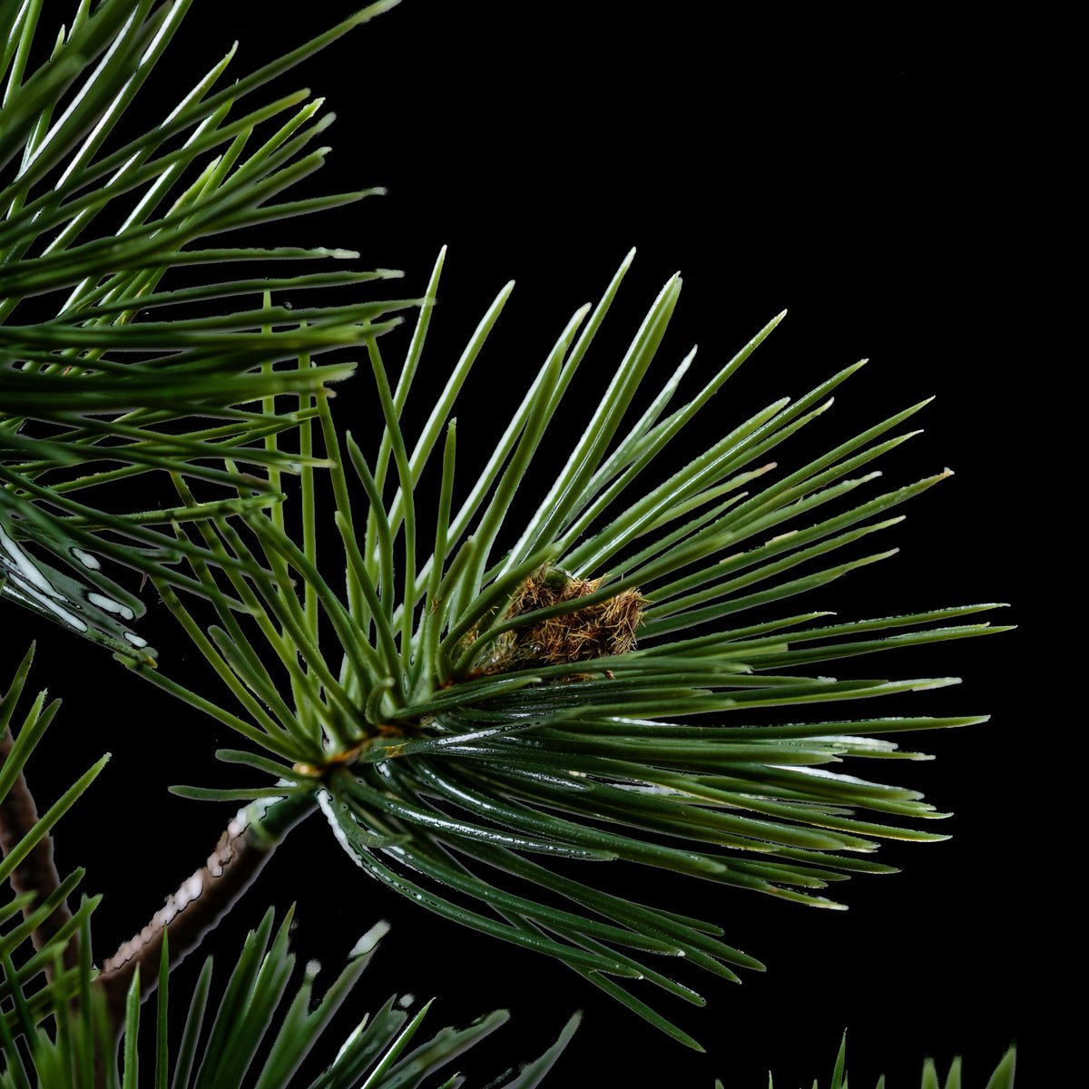 Branche de pin artificielle 60 cm, gros plan sur une rosette de longues aiguilles et son bourgeon